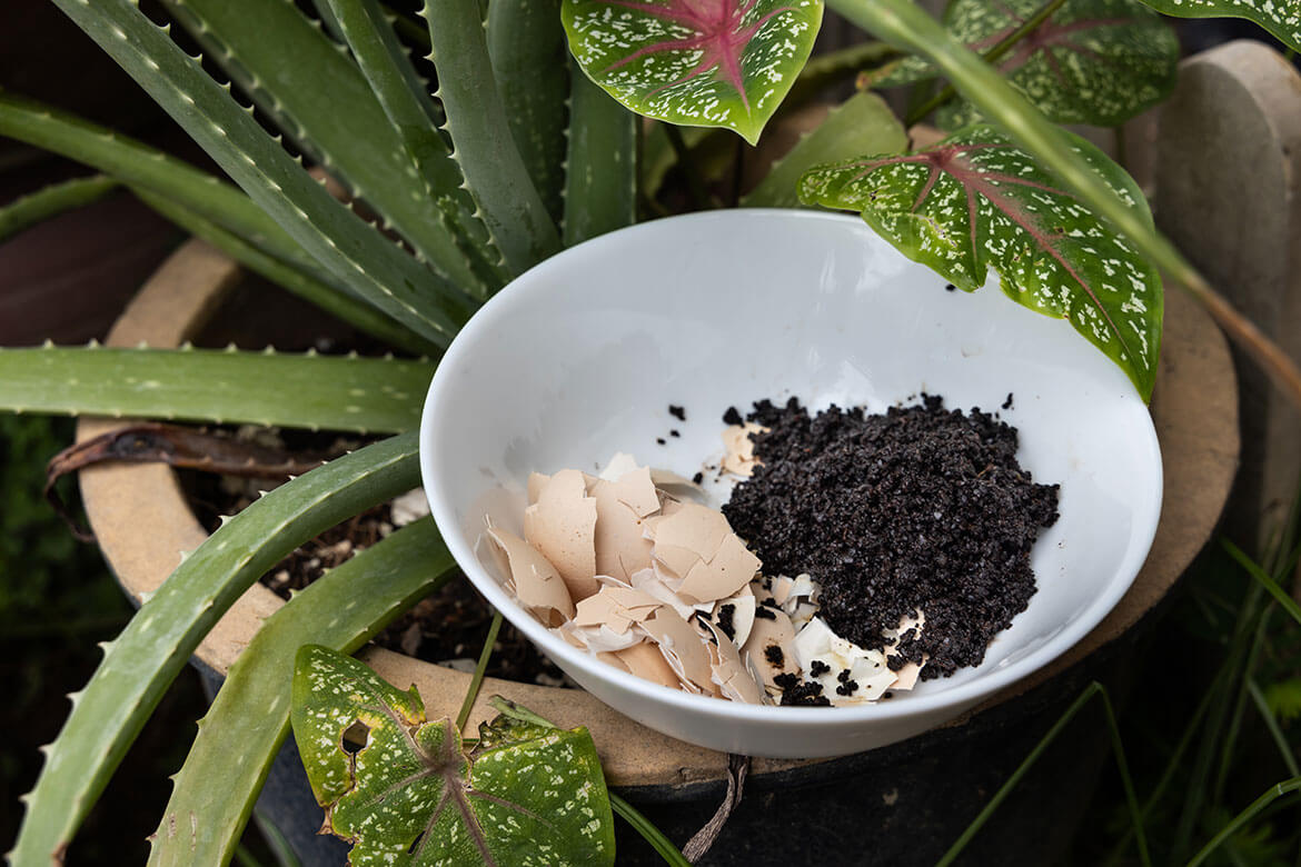 Upcycling Ideen für den Garten - zerkleinerte Eierschalen und ausgelaufenen kaffeesatz als Dünger